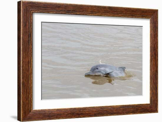 Adult gray dolphin (bufeo gris) (Sotalia fluviatilis), Amazon National Park, Loreto, Peru-Michael Nolan-Framed Photographic Print