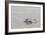 Adult gray dolphin (bufeo gris) (Sotalia fluviatilis), Amazon National Park, Loreto, Peru-Michael Nolan-Framed Photographic Print