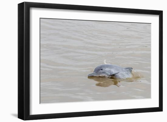 Adult gray dolphin (bufeo gris) (Sotalia fluviatilis), Amazon National Park, Loreto, Peru-Michael Nolan-Framed Photographic Print