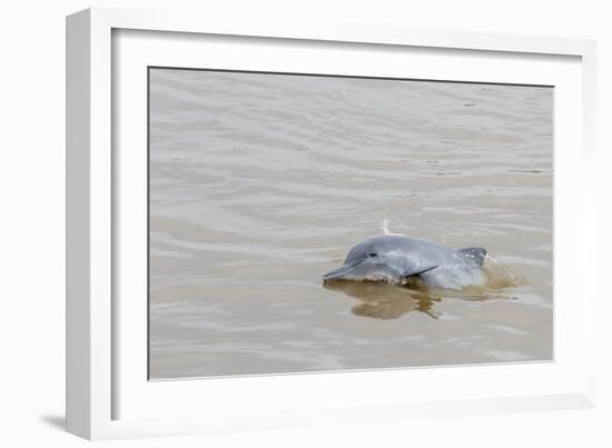 Adult gray dolphin (bufeo gris) (Sotalia fluviatilis), Amazon National Park, Loreto, Peru-Michael Nolan-Framed Photographic Print