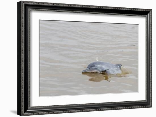 Adult gray dolphin (bufeo gris) (Sotalia fluviatilis), Amazon National Park, Loreto, Peru-Michael Nolan-Framed Photographic Print