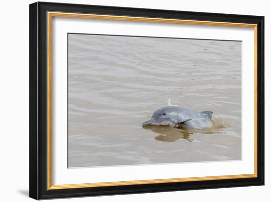 Adult gray dolphin (bufeo gris) (Sotalia fluviatilis), Amazon National Park, Loreto, Peru-Michael Nolan-Framed Photographic Print