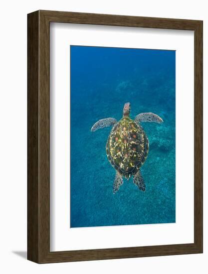 Adult green sea turtle (Chelonia mydas) in the protected marine sanctuary-Michael Nolan-Framed Photographic Print