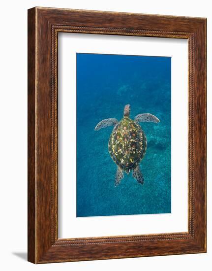 Adult green sea turtle (Chelonia mydas) in the protected marine sanctuary-Michael Nolan-Framed Photographic Print