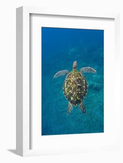 Adult green sea turtle (Chelonia mydas) in the protected marine sanctuary-Michael Nolan-Framed Photographic Print