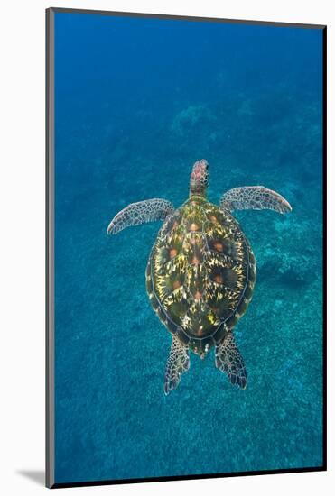 Adult green sea turtle (Chelonia mydas) in the protected marine sanctuary-Michael Nolan-Mounted Photographic Print