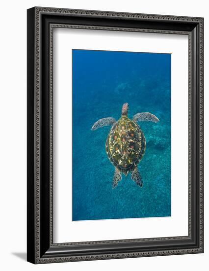 Adult green sea turtle (Chelonia mydas) in the protected marine sanctuary-Michael Nolan-Framed Photographic Print