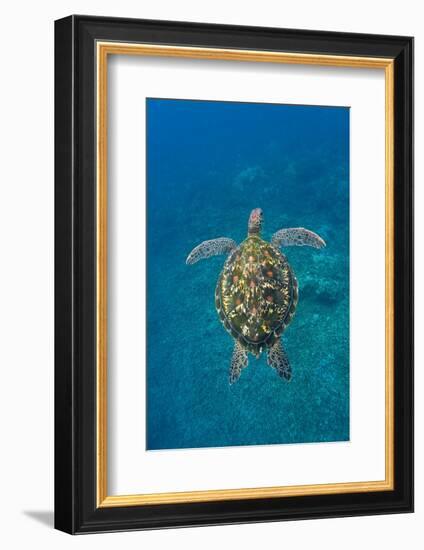 Adult green sea turtle (Chelonia mydas) in the protected marine sanctuary-Michael Nolan-Framed Photographic Print