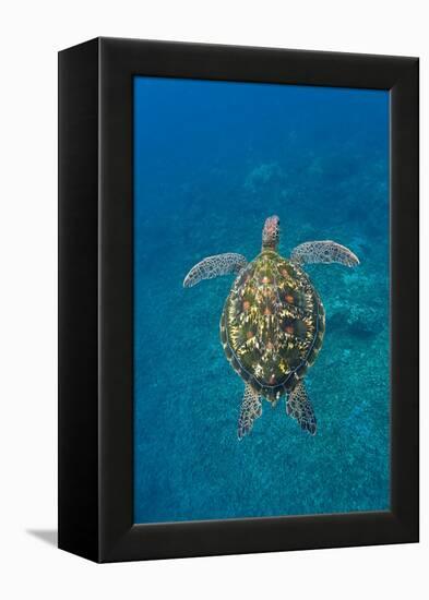 Adult green sea turtle (Chelonia mydas) in the protected marine sanctuary-Michael Nolan-Framed Premier Image Canvas