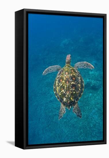 Adult green sea turtle (Chelonia mydas) in the protected marine sanctuary-Michael Nolan-Framed Premier Image Canvas