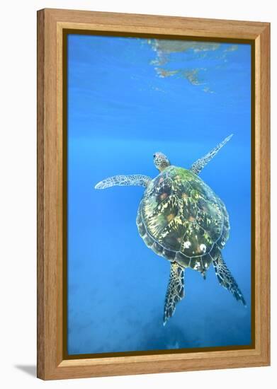 Adult green sea turtle (Chelonia mydas) in the protected marine sanctuary-Michael Nolan-Framed Premier Image Canvas