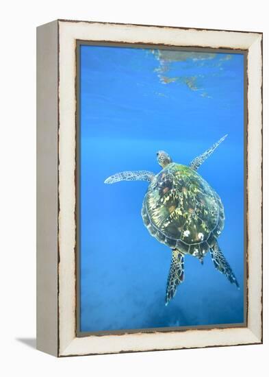 Adult green sea turtle (Chelonia mydas) in the protected marine sanctuary-Michael Nolan-Framed Premier Image Canvas