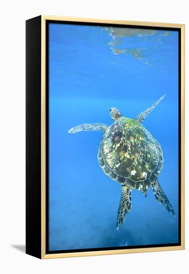 Adult green sea turtle (Chelonia mydas) in the protected marine sanctuary-Michael Nolan-Framed Premier Image Canvas