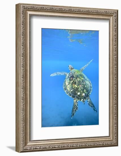 Adult green sea turtle (Chelonia mydas) in the protected marine sanctuary-Michael Nolan-Framed Photographic Print