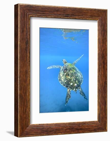 Adult green sea turtle (Chelonia mydas) in the protected marine sanctuary-Michael Nolan-Framed Photographic Print