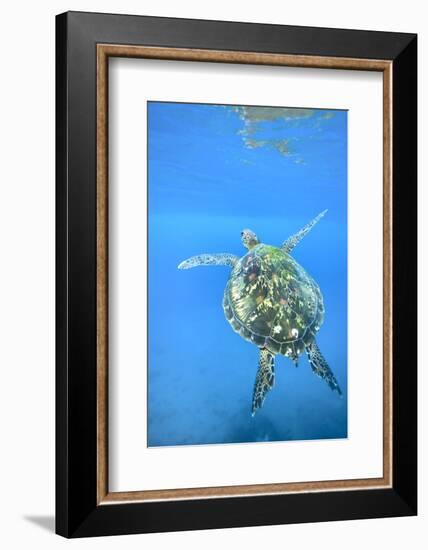 Adult green sea turtle (Chelonia mydas) in the protected marine sanctuary-Michael Nolan-Framed Photographic Print