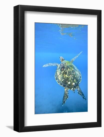 Adult green sea turtle (Chelonia mydas) in the protected marine sanctuary-Michael Nolan-Framed Photographic Print