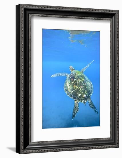 Adult green sea turtle (Chelonia mydas) in the protected marine sanctuary-Michael Nolan-Framed Photographic Print