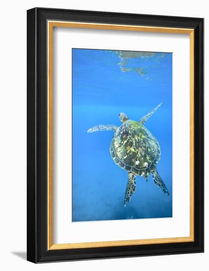 Adult green sea turtle (Chelonia mydas) in the protected marine sanctuary-Michael Nolan-Framed Photographic Print