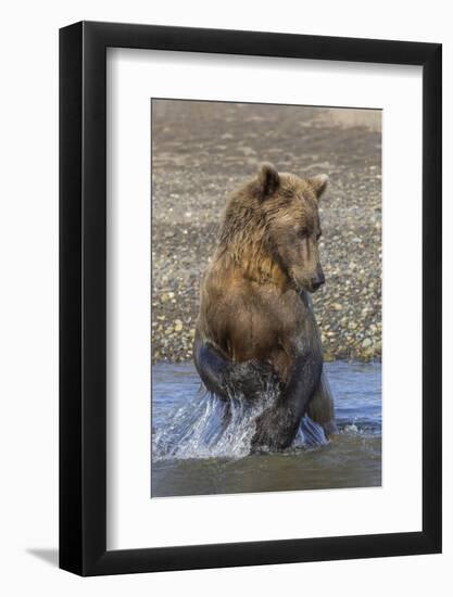 Adult grizzly bear chasing fish, Lake Clark National Park and Preserve, Alaska, Silver Salmon Creek-Adam Jones-Framed Photographic Print