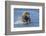 Adult grizzly bear chasing fish, Lake Clark National Park and Preserve, Alaska.-Adam Jones-Framed Photographic Print