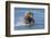 Adult grizzly bear chasing fish, Lake Clark National Park and Preserve, Alaska.-Adam Jones-Framed Photographic Print