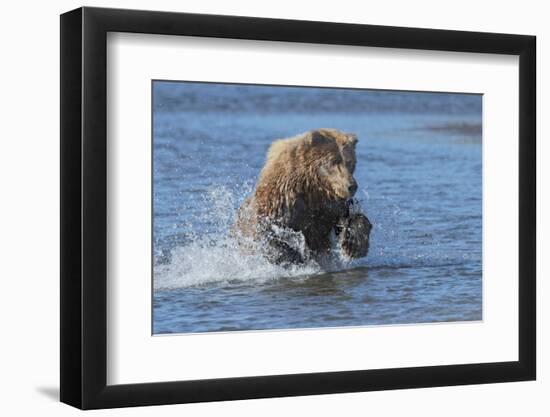 Adult grizzly bear chasing fish, Lake Clark National Park and Preserve, Alaska.-Adam Jones-Framed Photographic Print