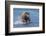 Adult grizzly bear chasing fish, Lake Clark National Park and Preserve, Alaska.-Adam Jones-Framed Photographic Print