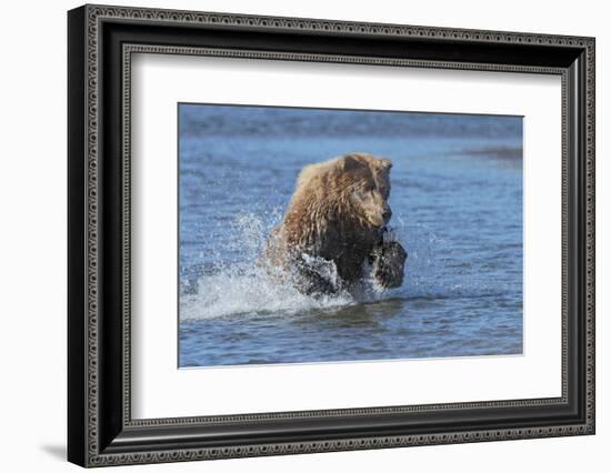 Adult grizzly bear chasing fish, Lake Clark National Park and Preserve, Alaska.-Adam Jones-Framed Photographic Print