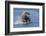 Adult grizzly bear chasing fish, Lake Clark National Park and Preserve, Alaska.-Adam Jones-Framed Photographic Print