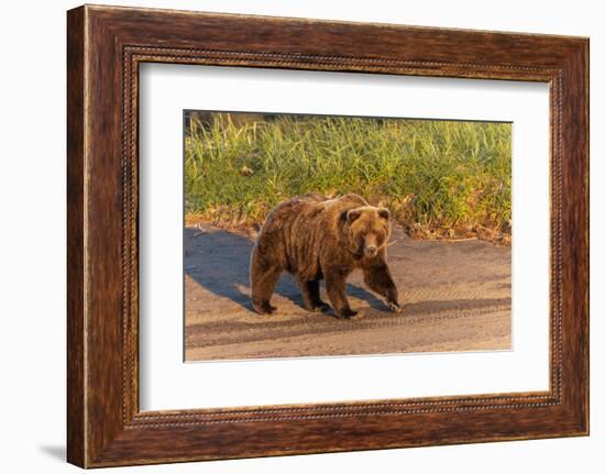 Adult grizzly bear on shoreline at sunrise, Lake Clark National Park and Preserve, Alaska.-Adam Jones-Framed Photographic Print