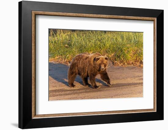 Adult grizzly bear on shoreline at sunrise, Lake Clark National Park and Preserve, Alaska.-Adam Jones-Framed Photographic Print