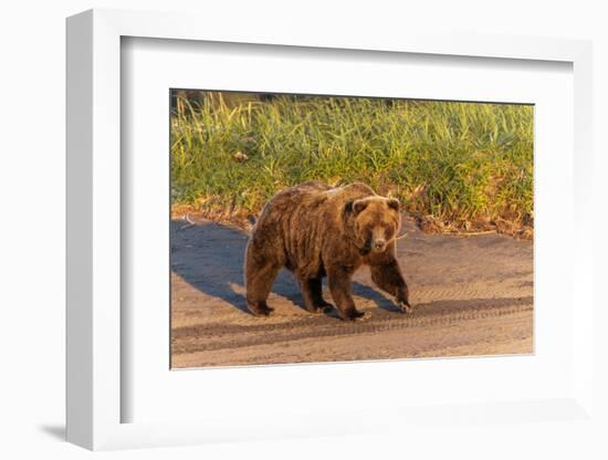 Adult grizzly bear on shoreline at sunrise, Lake Clark National Park and Preserve, Alaska.-Adam Jones-Framed Photographic Print