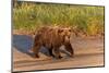 Adult grizzly bear on shoreline at sunrise, Lake Clark National Park and Preserve, Alaska.-Adam Jones-Mounted Photographic Print