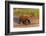 Adult grizzly bear on shoreline at sunrise, Lake Clark National Park and Preserve, Alaska.-Adam Jones-Framed Photographic Print