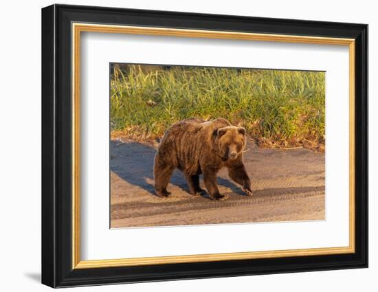 Adult grizzly bear on shoreline at sunrise, Lake Clark National Park and Preserve, Alaska.-Adam Jones-Framed Photographic Print