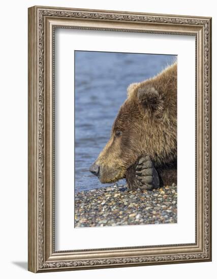 Adult grizzly bear resting on beach, Lake Clark NP and Preserve, Alaska, Silver Salmon Creek-Adam Jones-Framed Photographic Print