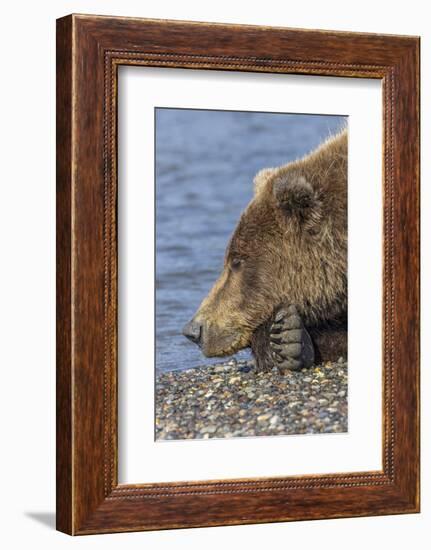 Adult grizzly bear resting on beach, Lake Clark NP and Preserve, Alaska, Silver Salmon Creek-Adam Jones-Framed Photographic Print