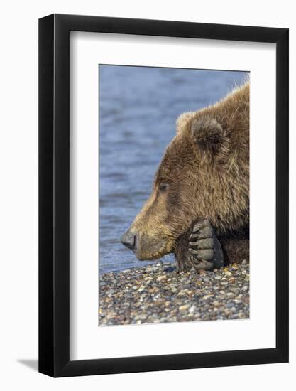 Adult grizzly bear resting on beach, Lake Clark NP and Preserve, Alaska, Silver Salmon Creek-Adam Jones-Framed Photographic Print