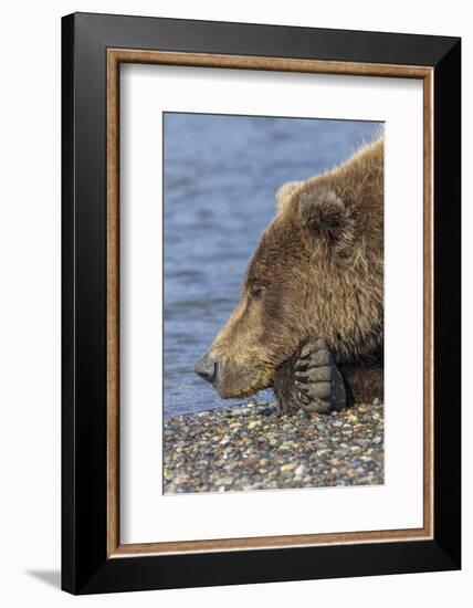 Adult grizzly bear resting on beach, Lake Clark NP and Preserve, Alaska, Silver Salmon Creek-Adam Jones-Framed Photographic Print