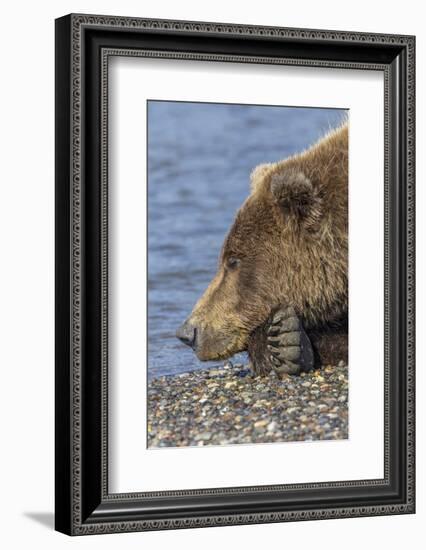 Adult grizzly bear resting on beach, Lake Clark NP and Preserve, Alaska, Silver Salmon Creek-Adam Jones-Framed Photographic Print