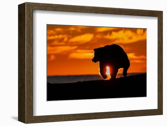 Adult grizzly bear silhouetted at sunrise, Lake Clark National Park and Preserve, Alaska.-Adam Jones-Framed Photographic Print