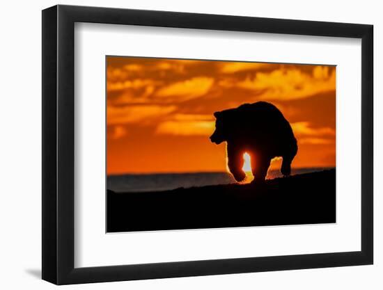 Adult grizzly bear silhouetted at sunrise, Lake Clark National Park and Preserve, Alaska.-Adam Jones-Framed Photographic Print