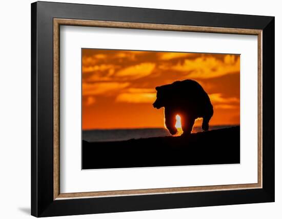 Adult grizzly bear silhouetted at sunrise, Lake Clark National Park and Preserve, Alaska.-Adam Jones-Framed Photographic Print