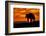 Adult grizzly bear silhouetted at sunrise, Lake Clark National Park and Preserve, Alaska.-Adam Jones-Framed Photographic Print