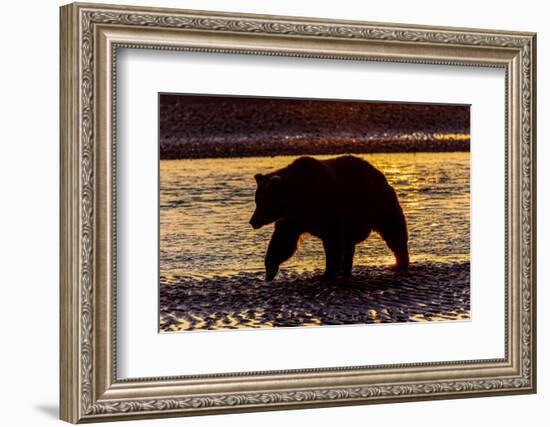 Adult grizzly bear silhouetted at sunrise, Lake Clark National Park and Preserve, Alaska.-Adam Jones-Framed Photographic Print