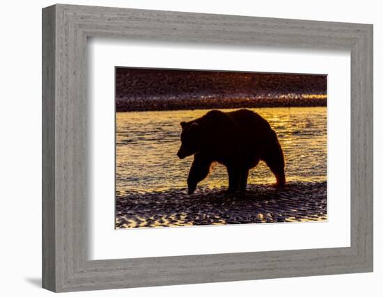 Adult grizzly bear silhouetted at sunrise, Lake Clark National Park and Preserve, Alaska.-Adam Jones-Framed Photographic Print