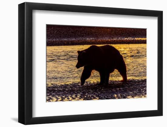 Adult grizzly bear silhouetted at sunrise, Lake Clark National Park and Preserve, Alaska.-Adam Jones-Framed Photographic Print