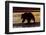 Adult grizzly bear silhouetted at sunrise, Lake Clark National Park and Preserve, Alaska.-Adam Jones-Framed Photographic Print
