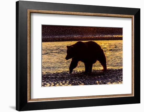 Adult grizzly bear silhouetted at sunrise, Lake Clark National Park and Preserve, Alaska.-Adam Jones-Framed Photographic Print